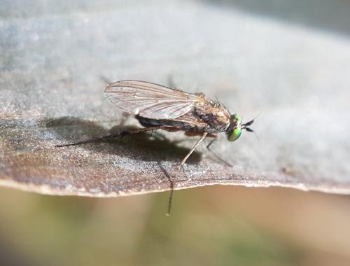 Réf. 219 241 : Dolichopodinae inconnu